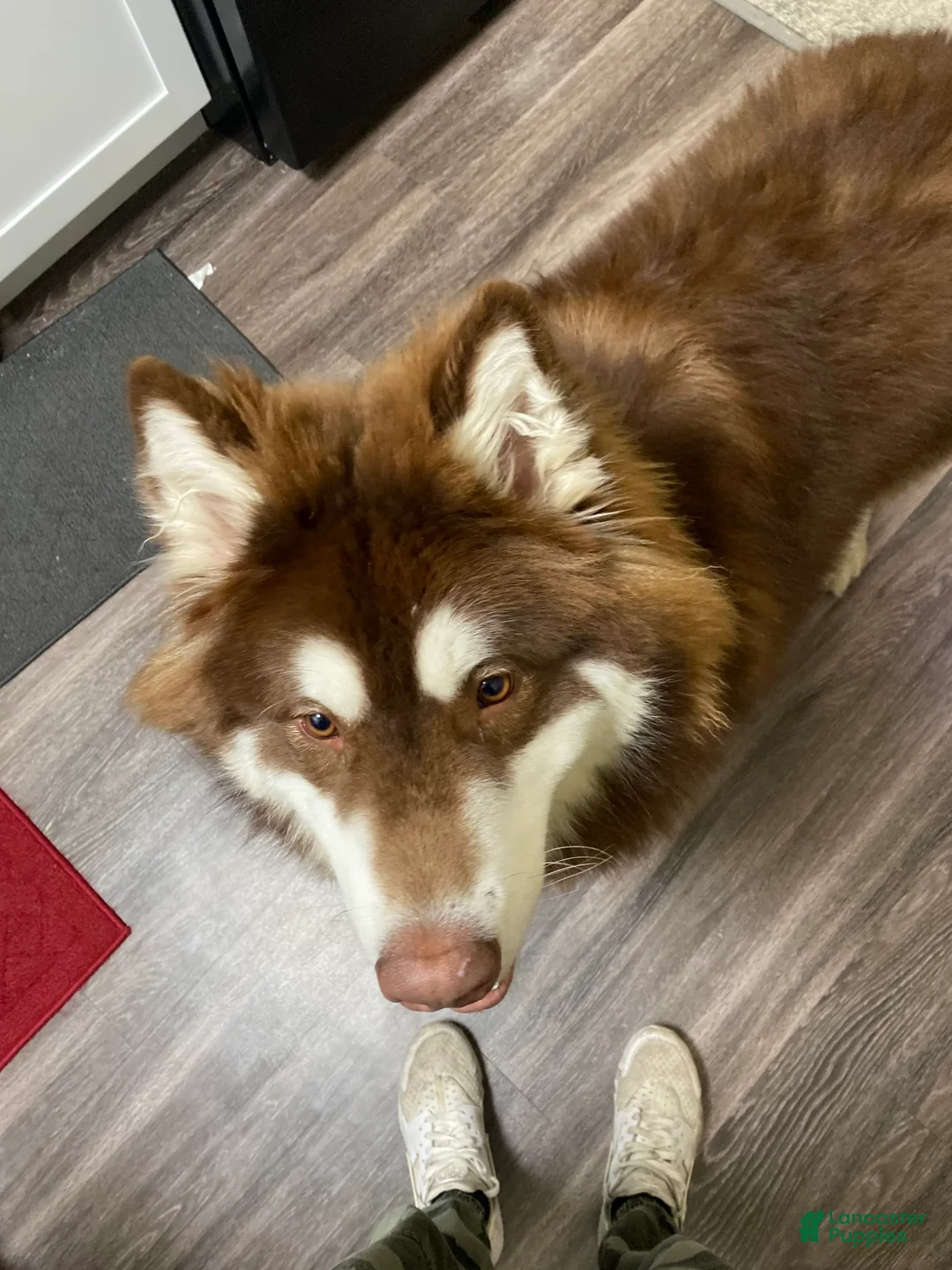 Gallery Image {{count}}