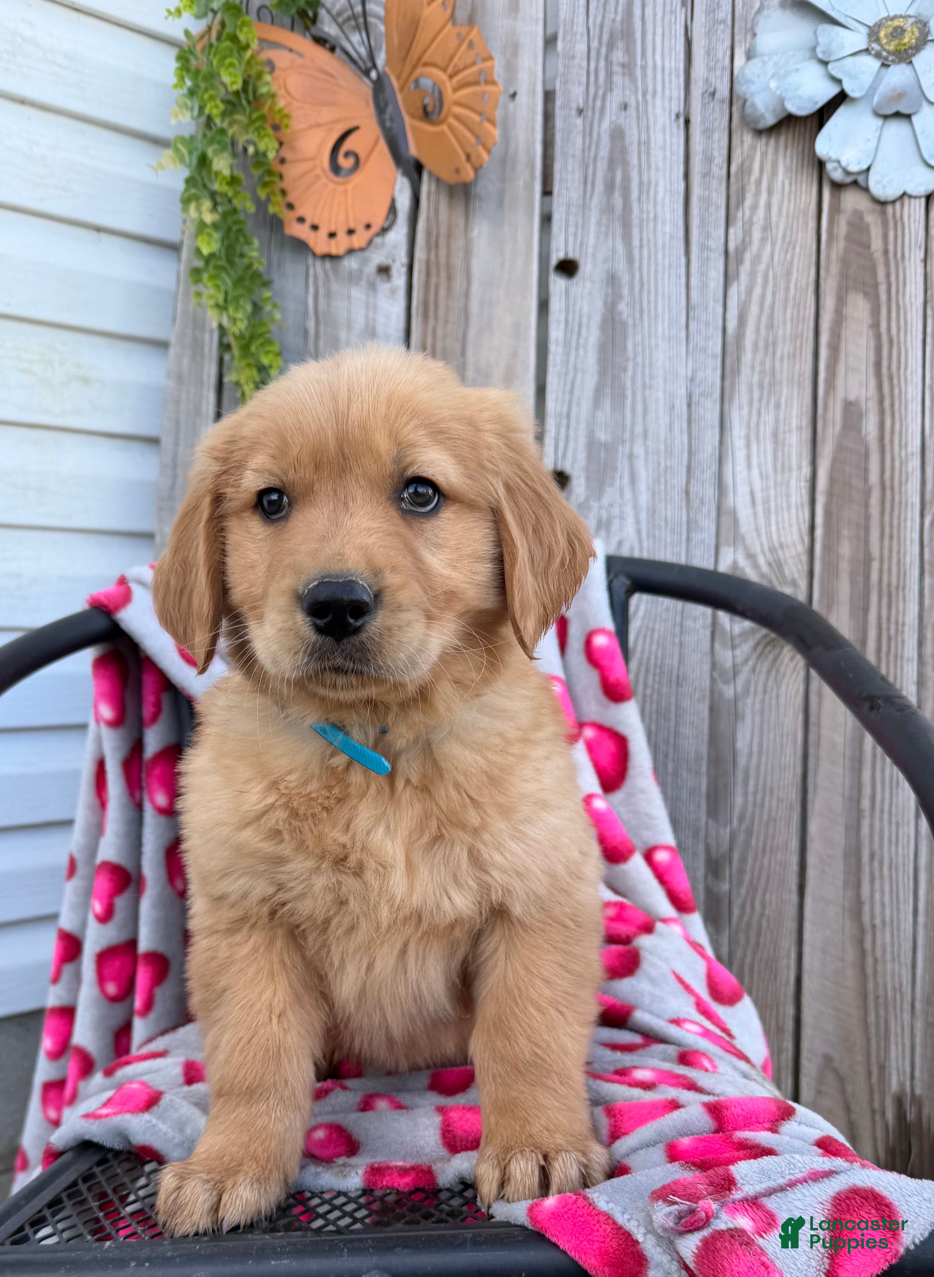 Golden Retriever dogs Austin - Ad 1