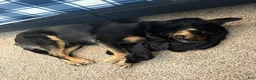 Mixed Breed dogs for sale: Mixed Breed 1 - Ad 14