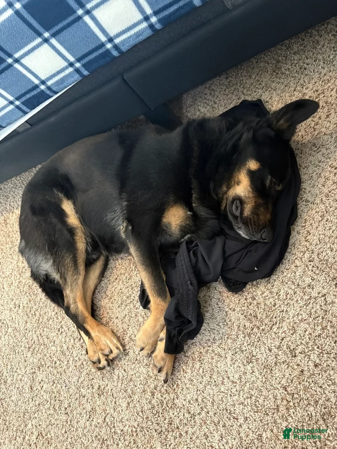 Mixed Breed dogs for sale: Mixed Breed 1 - Ad 14