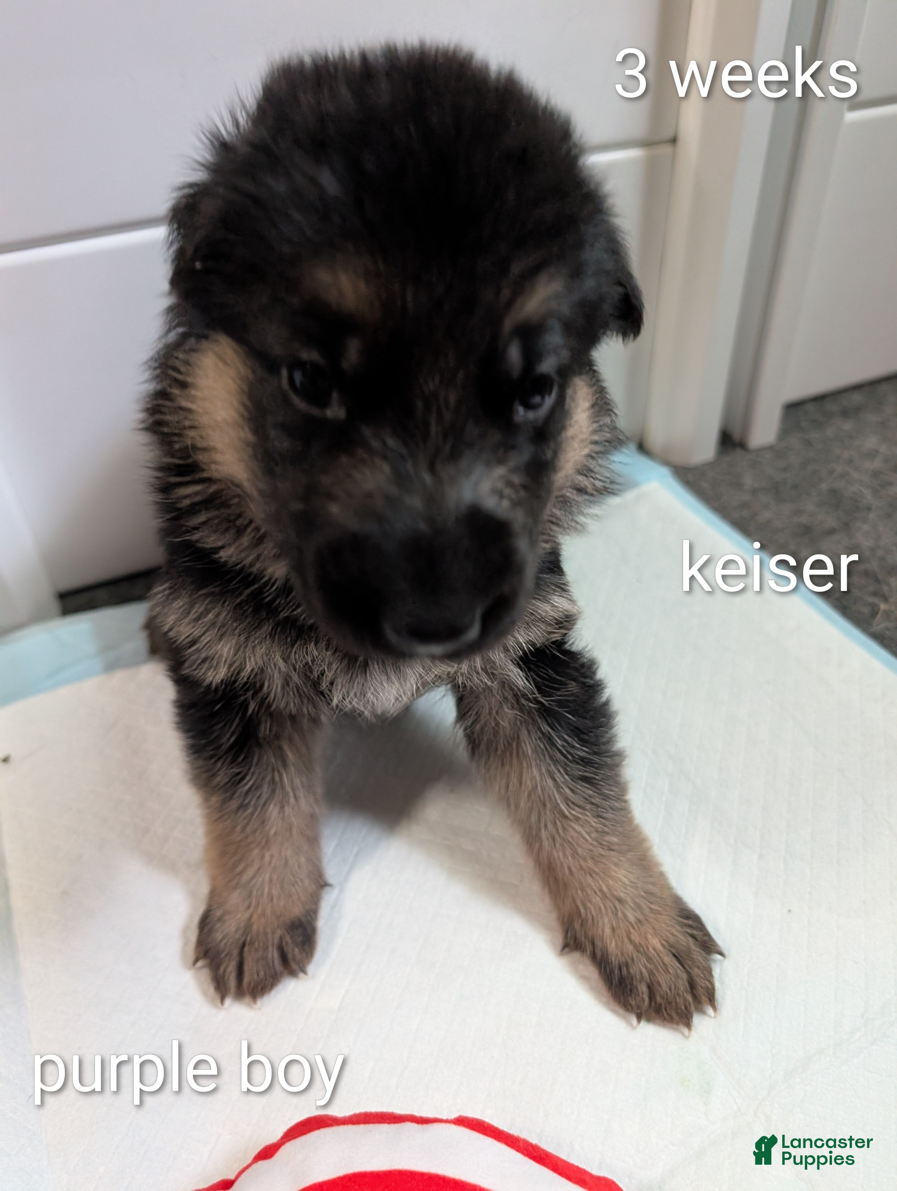 German Shepherd dogs Kieser - Ad 26