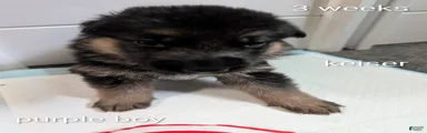 Kieser