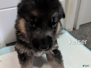 German Shepherd dogs Kieser - Ad 37