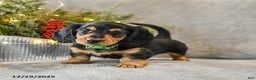 Dachshund dogs for sale: Tucker - Ad 1