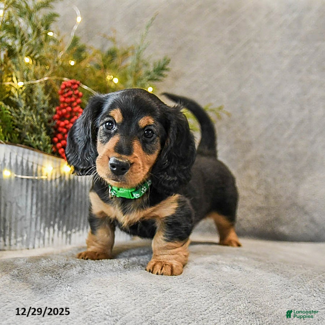 Dachshund dogs for sale: Tucker - Ad 1