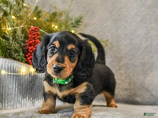 Dachshund dogs Tucker - Ad 4
