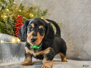 Dachshund dogs Tucker - Ad 11