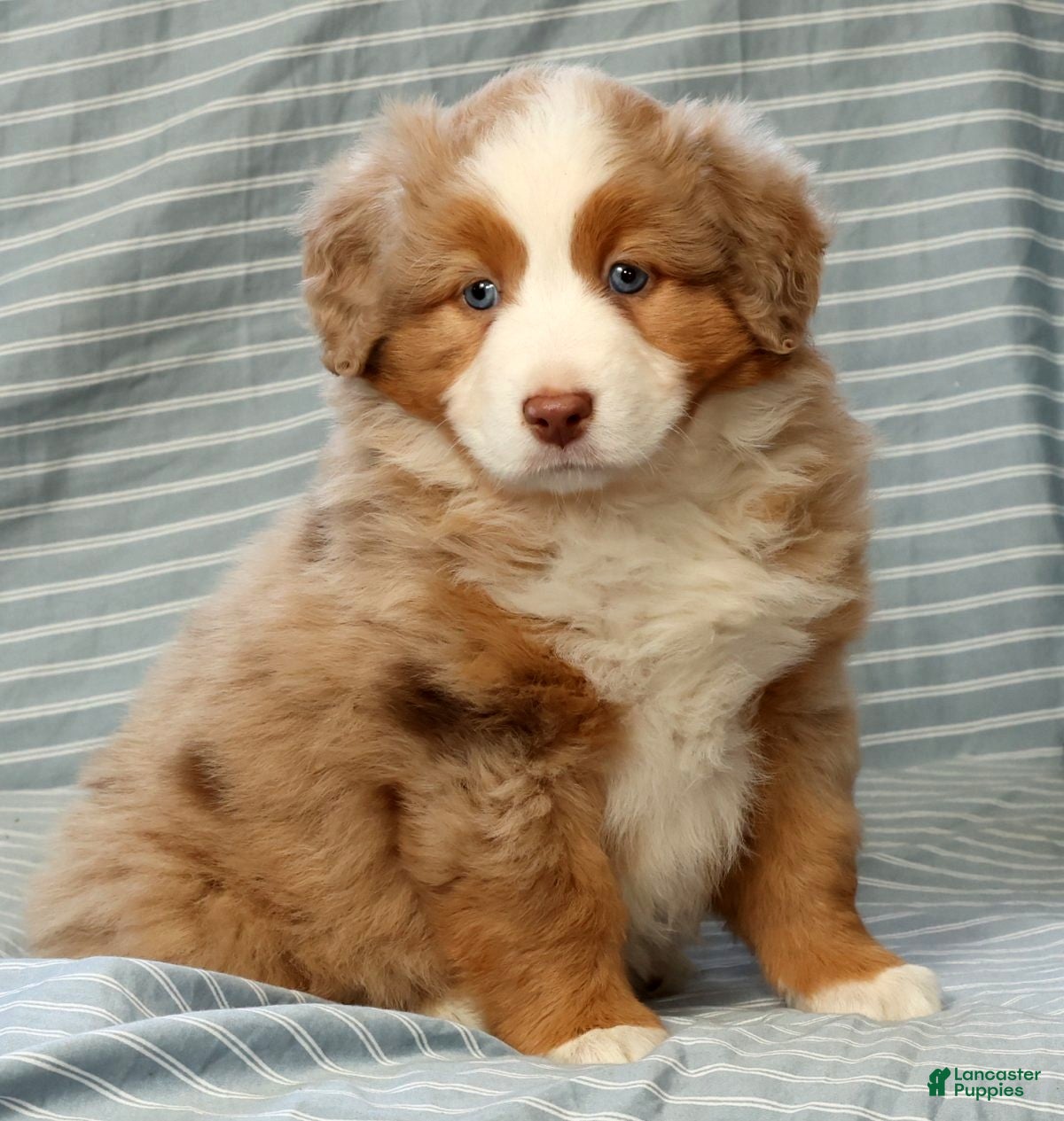 Australian Shepherd dogs for sale: Margie - Ad 8