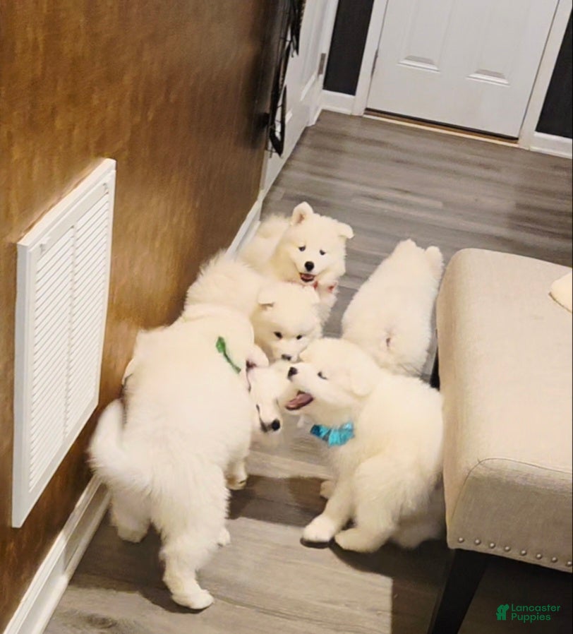 Samoyed dogs for sale: Pretti-Puff - Ad 2