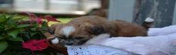 Shihpoo dogs for sale: Poppy - Ad 5