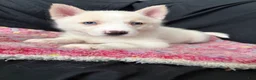 Pomsky dogs for sale: Icis - Ad 1