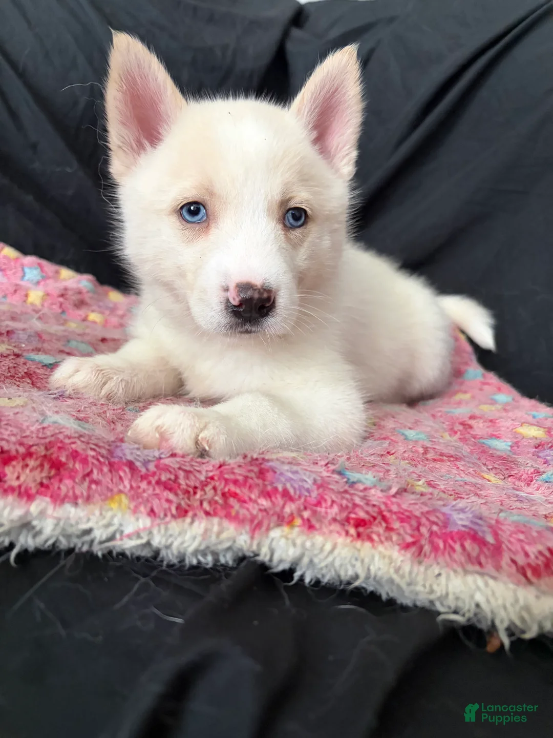 Pomsky dogs for sale: Icis - Ad 1