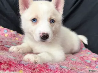 Pomsky dogs for sale: Icis - Ad 2