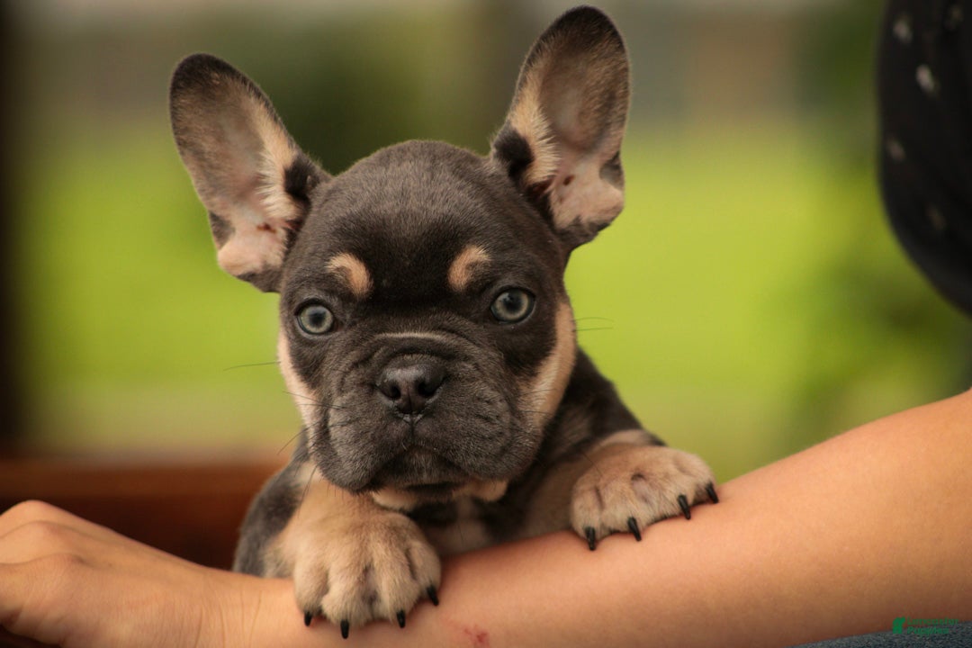 French Bulldog dogs Gunner French Bulldog  - Ad 1