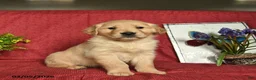 Golden Retriever dogs for sale: Pirate  - Ad 2