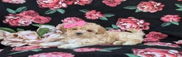 Maltipoo dogs for sale: Tiara 9 lbs Full Grown - Ad 7