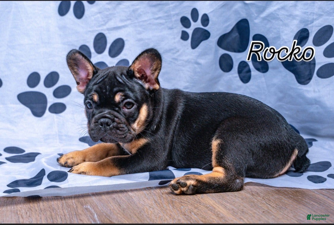 French Bulldog dogs Rocko - Ad 2