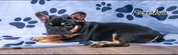 French Bulldog dogs for sale: Rocko - Ad 2