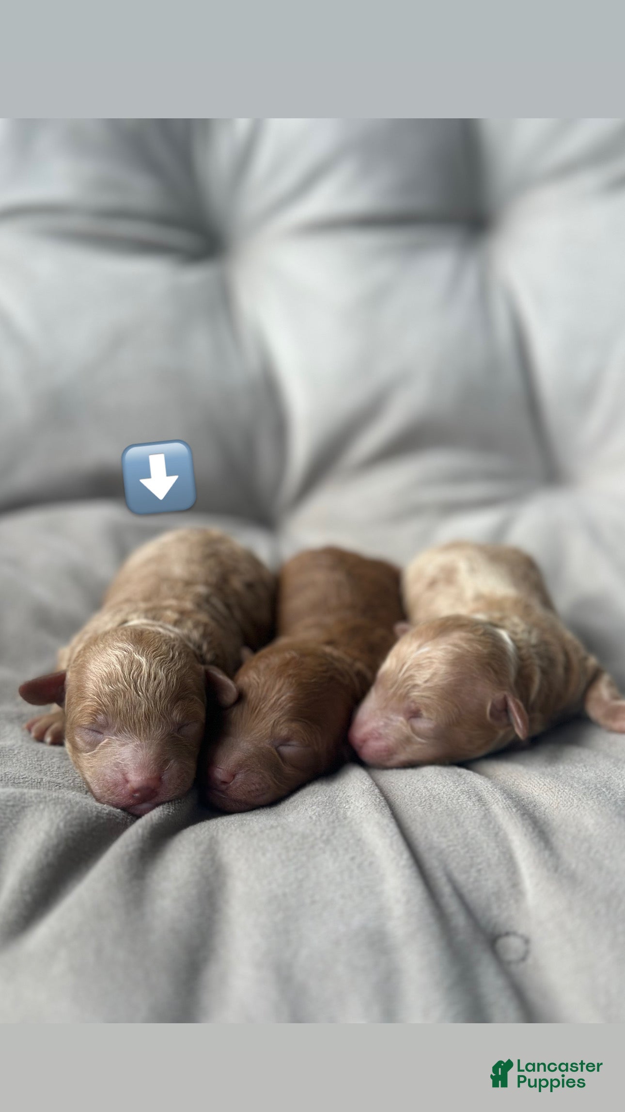 Toy Poodle dogs AKC Pearl - Ad 2