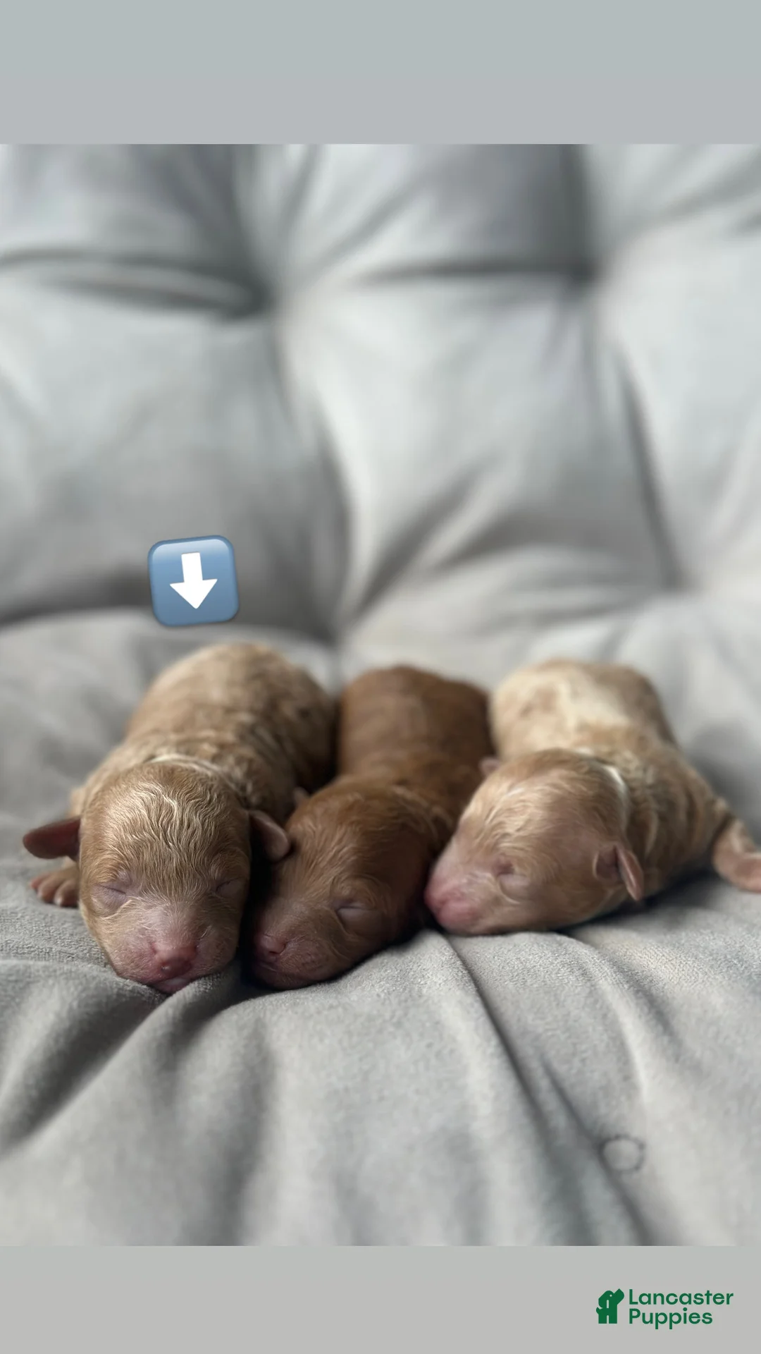 Toy Poodle dogs for sale: AKC Pearl - Ad 1