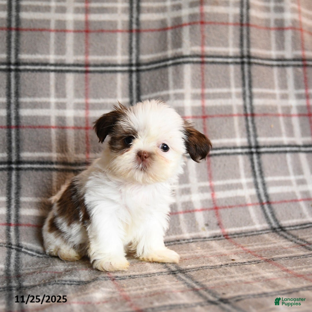 Shih Tzu dogs for sale: Coral - Ad 1