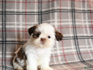 Shih Tzu dogs Coral - Ad 42
