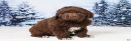 Newfoundland dogs for sale: Ginger - Ad 4