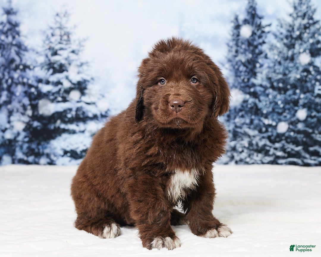 Newfoundland dogs for sale: Ginger - Ad 4