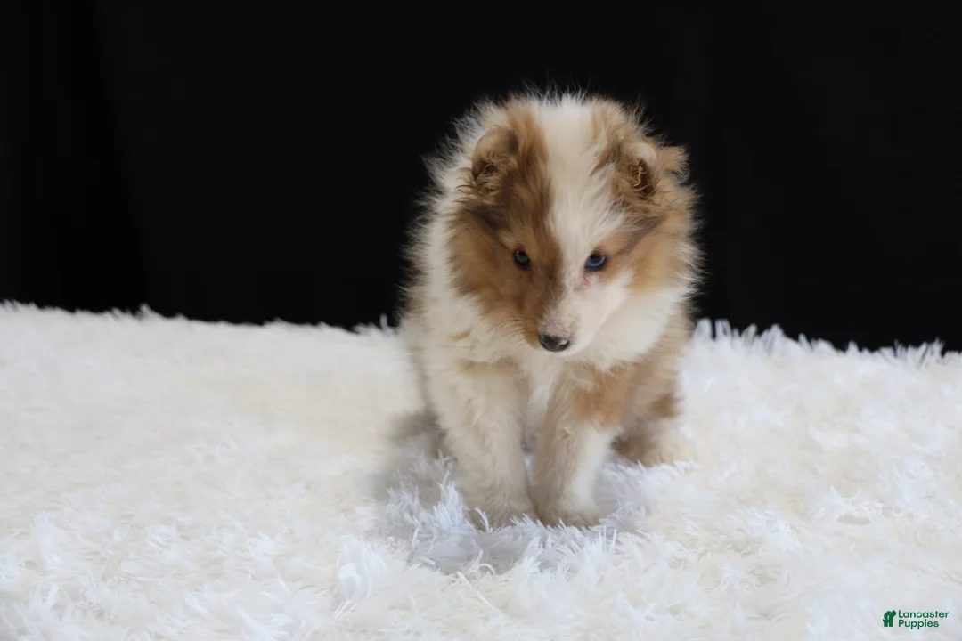 Mixed Breed dogs for sale: Sadie - Ad 2