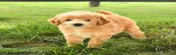 Mini Goldendoodle dogs for sale: Florin - Ad 5