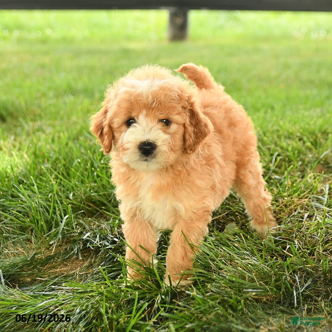 Mini Goldendoodle dogs for sale: Florin - Ad 5