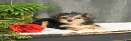 Yorkiepoo dogs for sale: Lucas - Ad 3