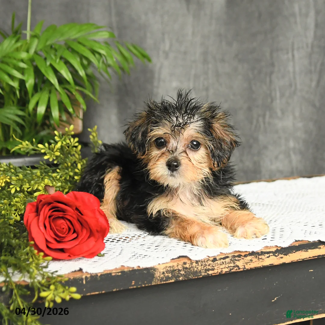 Yorkiepoo dogs for sale: Lucas - Ad 3