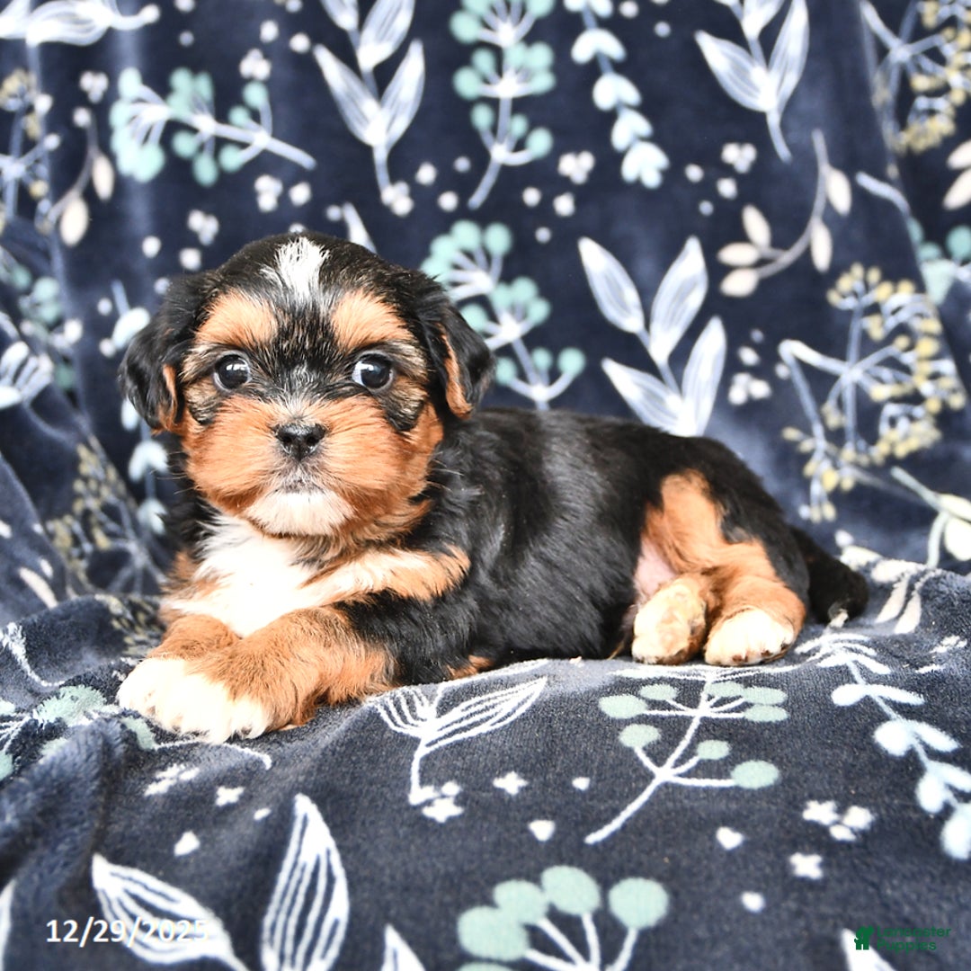 Shorkie dogs for sale: Casper - Ad 4