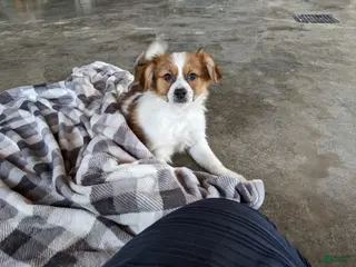 Papillon dogs Chief - Ad 22