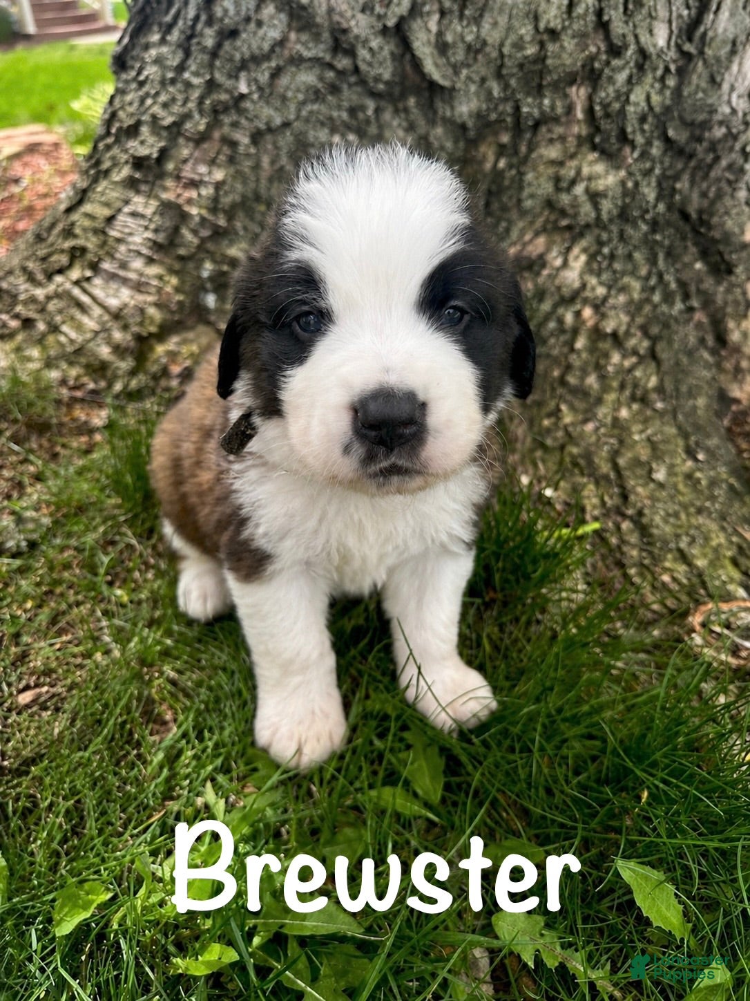 Saint Bernard dogs for sale: Brewster (Brew) - Ad 2