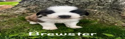 Saint Bernard dogs for sale: Brewster (Brew) - Ad 1