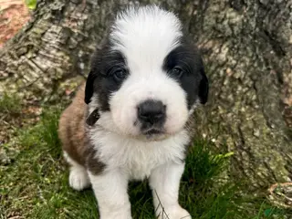 Saint Bernard dogs for sale: Brewster (Brew) - Ad 2