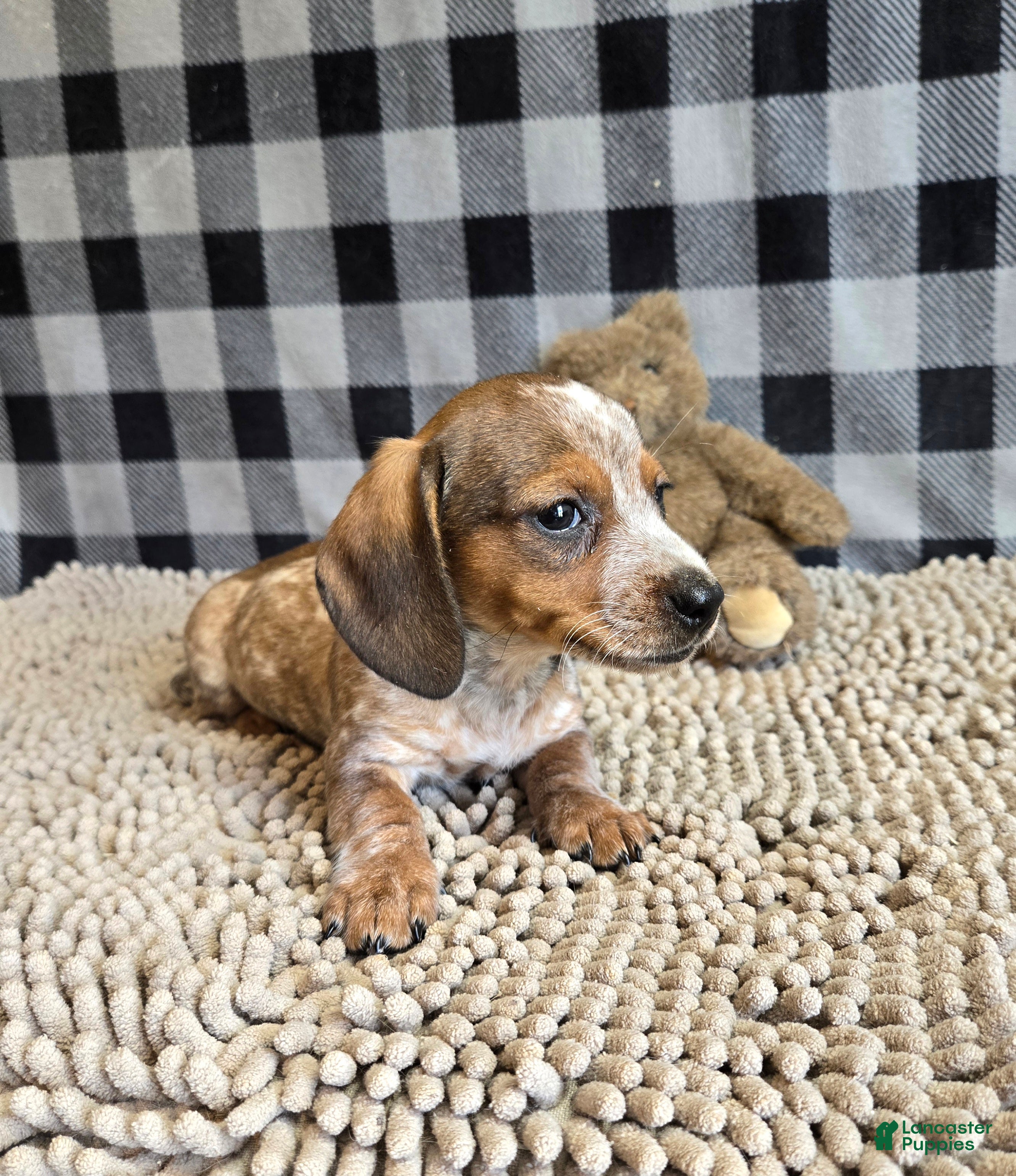 Miniature Dachshund dogs for sale: Kent - Ad 2