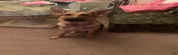 German Shepherd dogs for sale: German Shepherd 1 - Ad 3