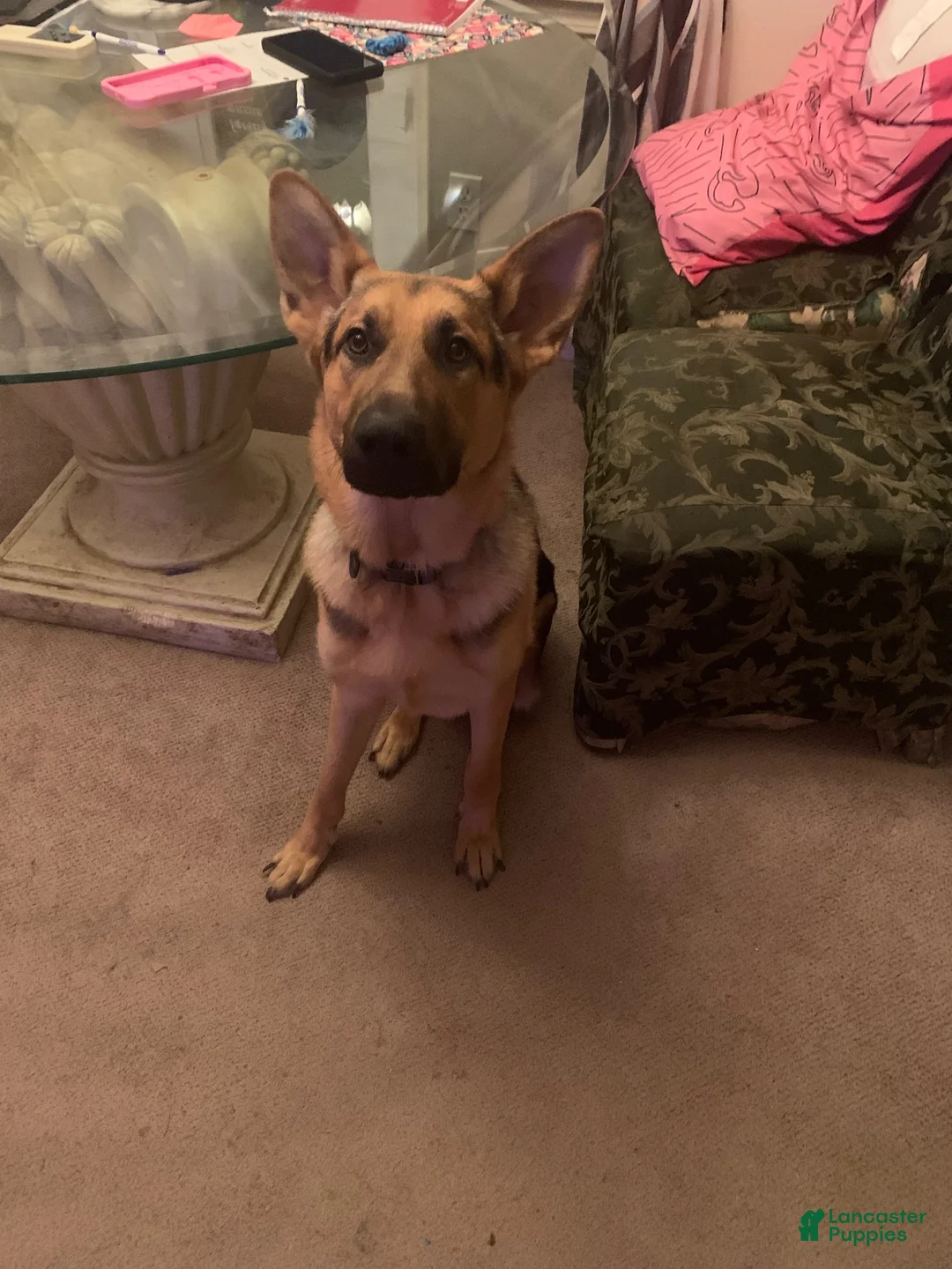 German Shepherd dogs for sale: German Shepherd 1 - Ad 3