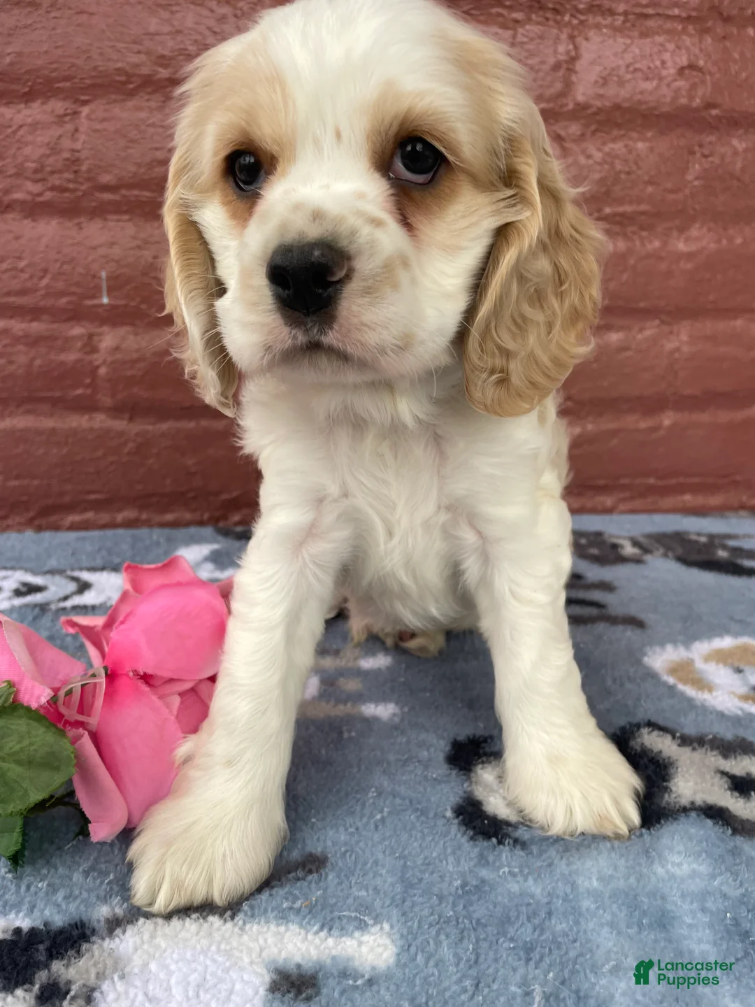 Cocker Spaniel dogs for sale: Henry - Ad 2
