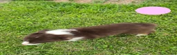 Australian Shepherd dogs for sale: Australian Shepherd Puppy PINK - Ad 2