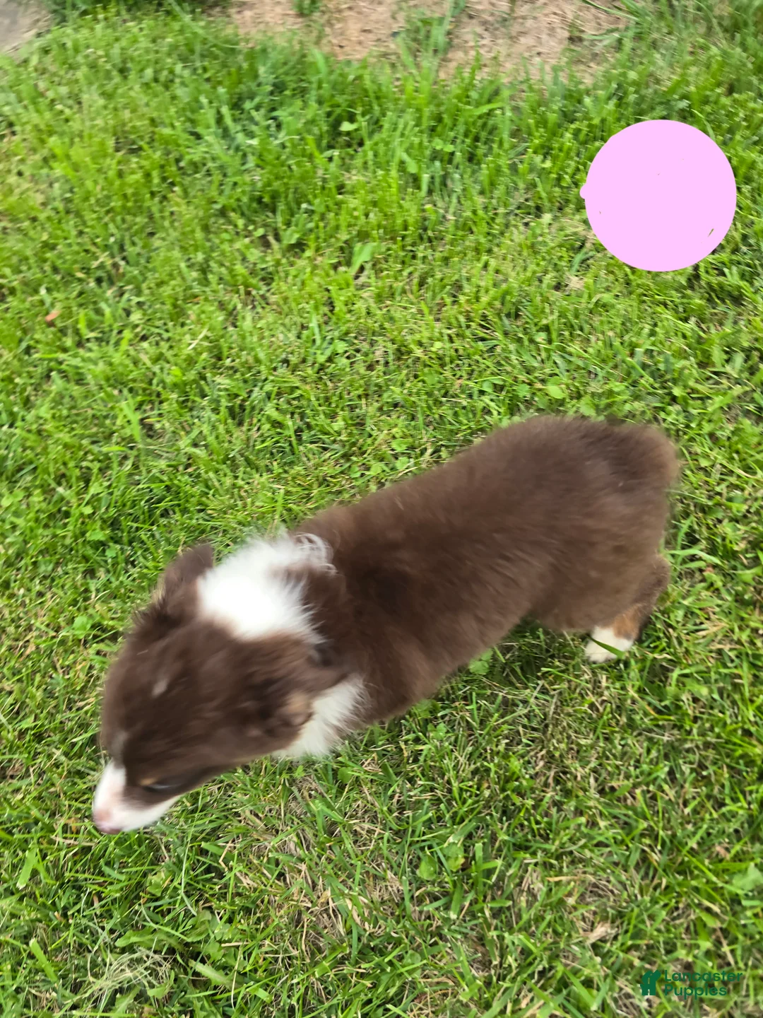 Australian Shepherd dogs for sale: Australian Shepherd Puppy PINK - Ad 2