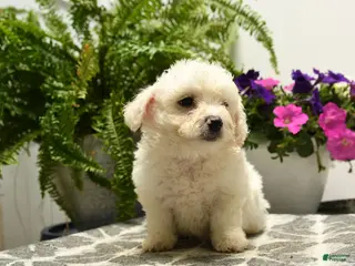 Bichon Frise dogs for sale: Craven - Ad 2