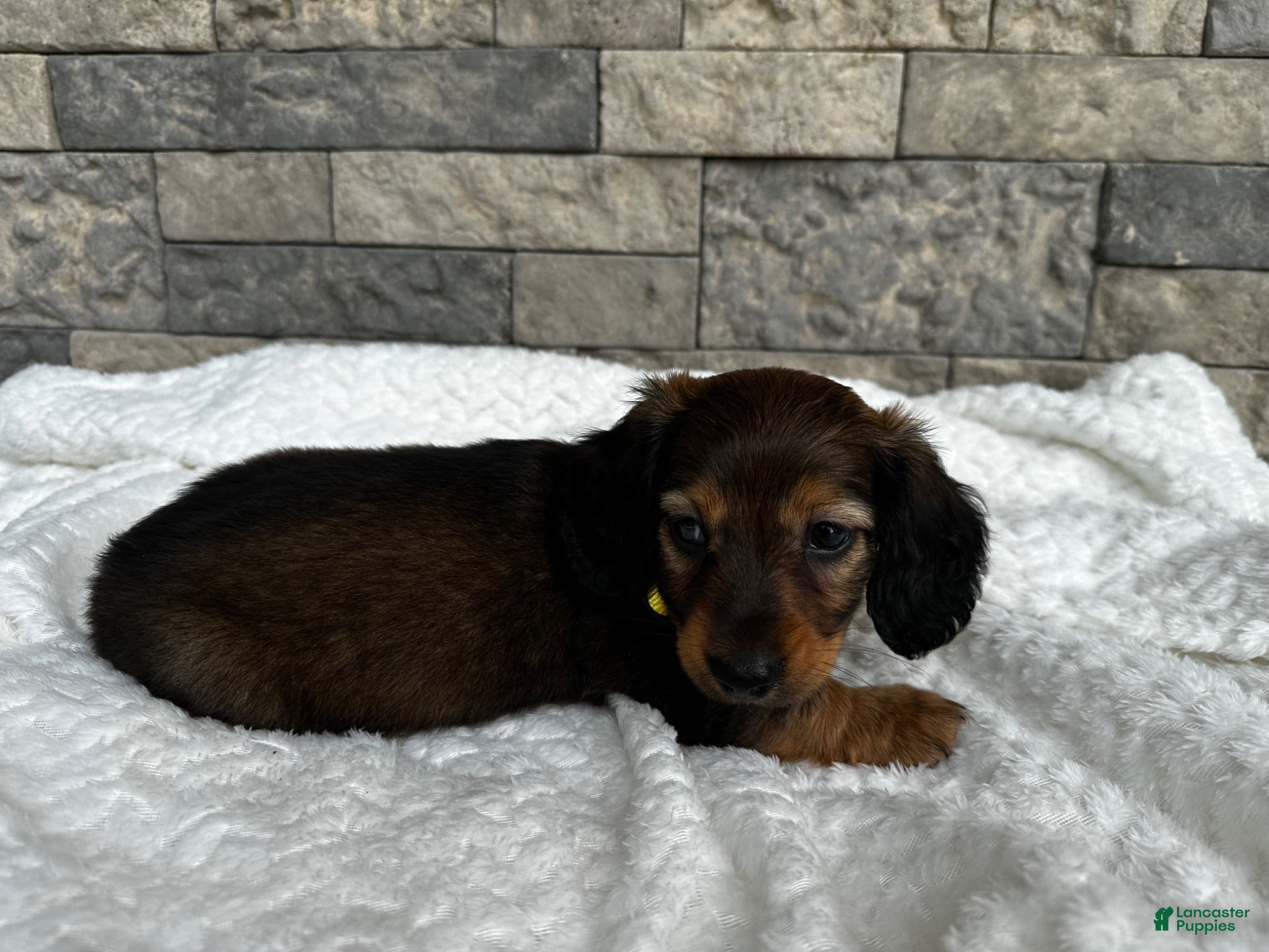 Miniature Dachshund dogs Zeke - Ad 20