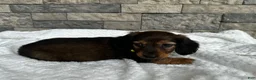 Miniature Dachshund dogs for sale: Zeke - Ad 7