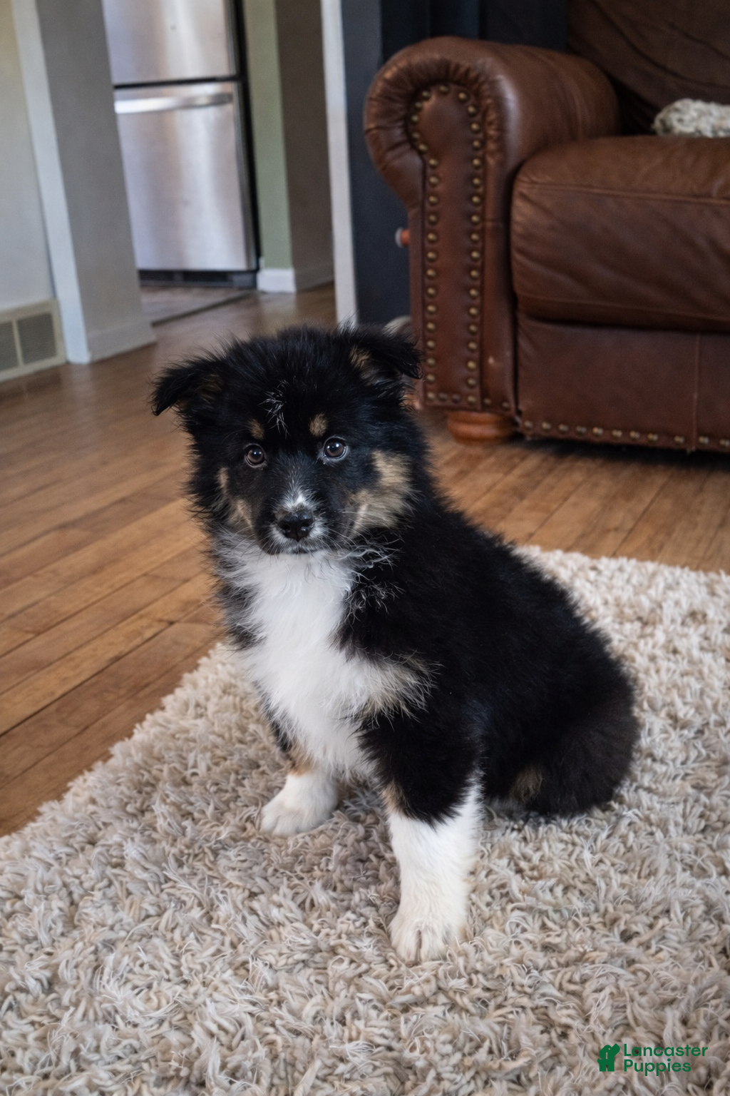 Australian Shepherd dogs Darcy - Ad 2