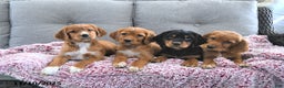 Mixed Breed dogs for sale: Ginger - Ad 3