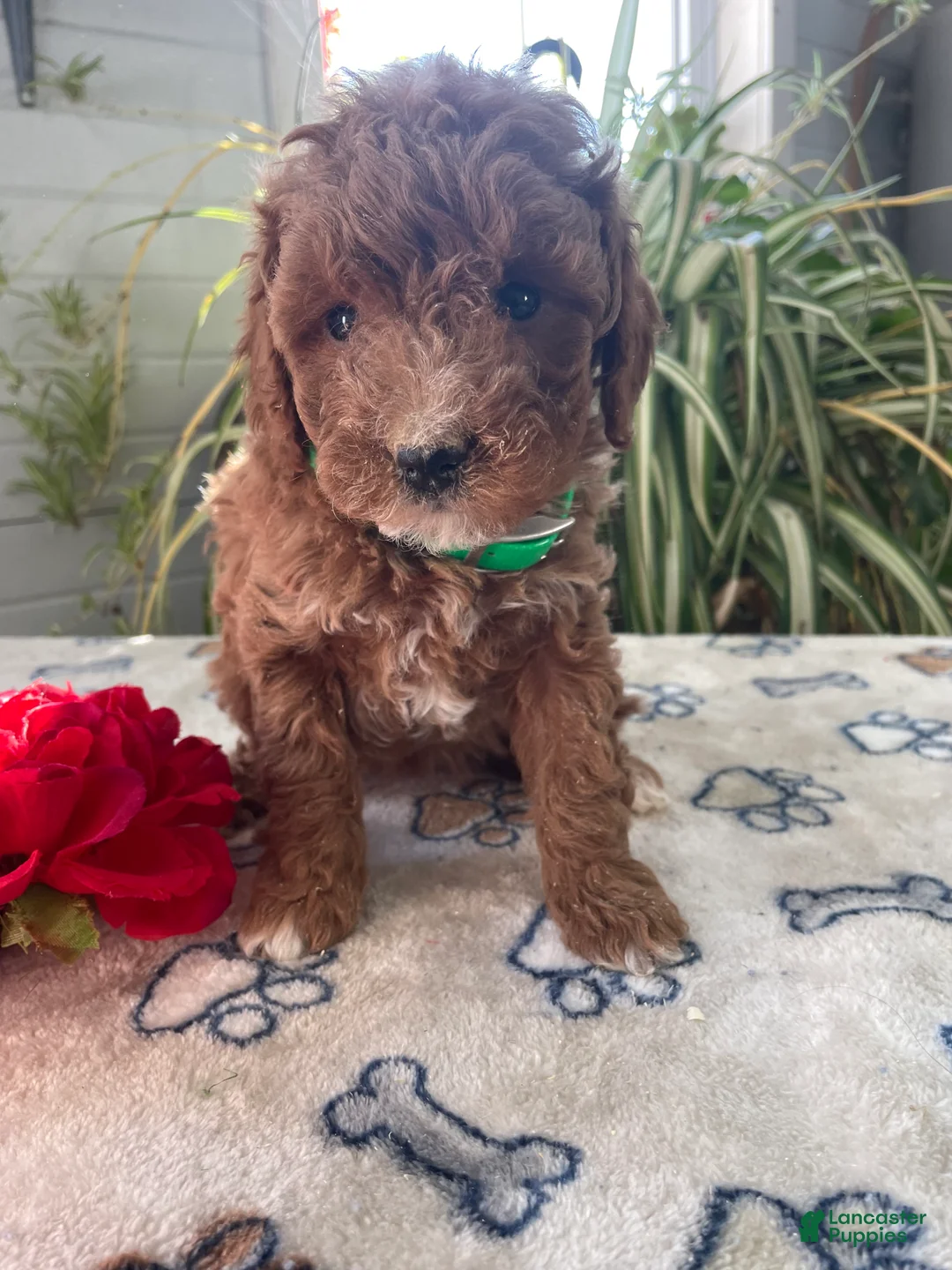 Mini Goldendoodle dogs for sale: Rosie - Ad 3